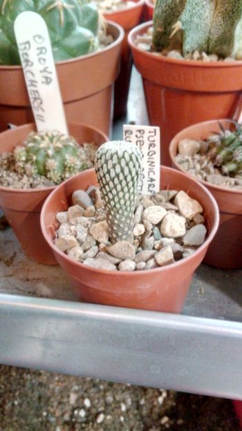 T. pseudopectinatus f. rubiflorus MZ736 - Turbinicarpus