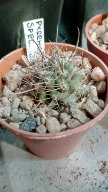 P. species JN51 - Pyrrhocactus--Eriosyce