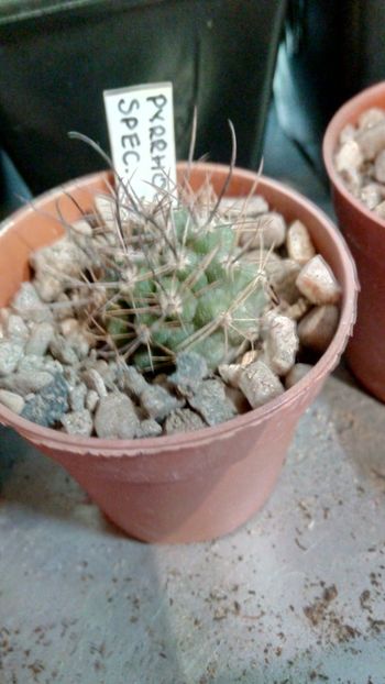 P. species JN51 - Pyrrhocactus--Eriosyce