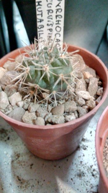 P. curvispinus v. mirabilis RCP5 - Pyrrhocactus--Eriosyce