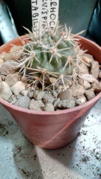 P. curvispinus v. mirabilis RCP5 - Pyrrhocactus--Eriosyce