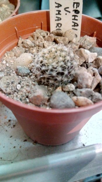 T. odieri v. monte-amargensis HJ93 - Thelocephala ---eriosyce