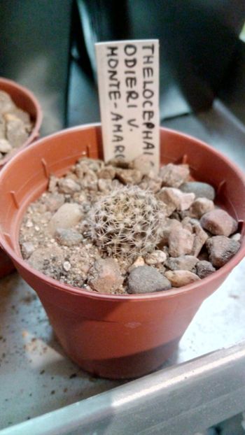 T. odieri v. monte-amargensis HJ93 - Thelocephala ---eriosyce