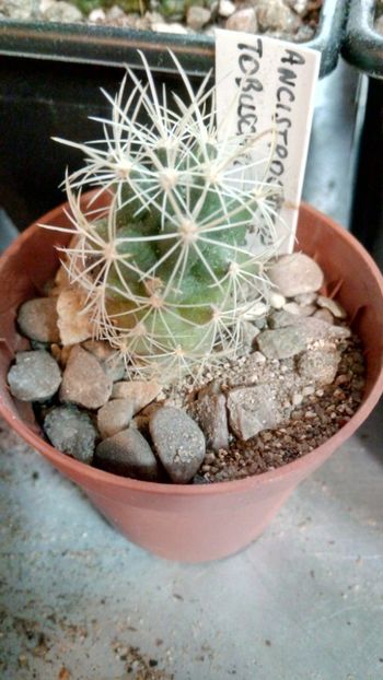 A. tobuschii SB987 - Ancistrocactus--sclerocactus