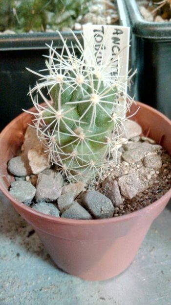 A. tobuschii SB987 - Ancistrocactus--sclerocactus