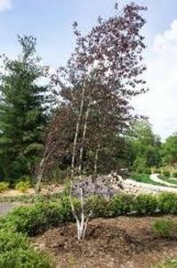 betula pendula purpurea - a Comenzi plante copaci 2020