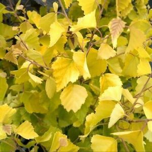 Betula-pendula-Schneverdinger-Goldbirke - a Comenzi plante copaci 2020