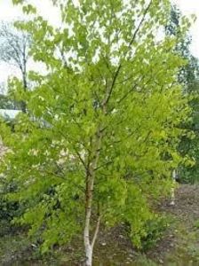 Betula-pendula-Schneverdinger-Goldbirke - a Comenzi plante copaci 2020