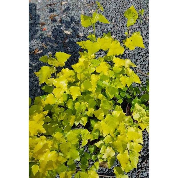 Betula-pendula-Schneverdinger-Goldbirke - a Comenzi plante copaci 2020