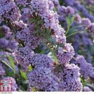 Buddleja alternifolia Unique - a Comenzi plante copaci 2020