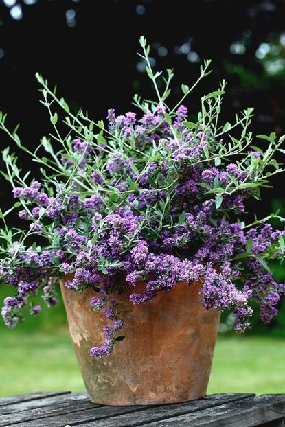 BuddlejaUnique - a Comenzi plante copaci 2020
