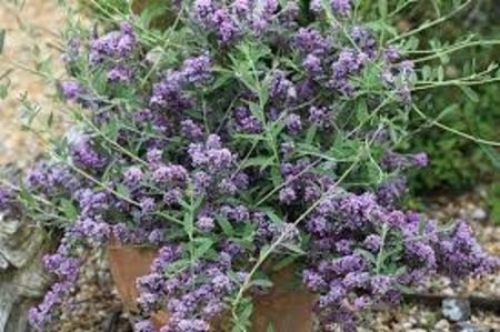 BuddlejaUnique - a Comenzi plante copaci 2020