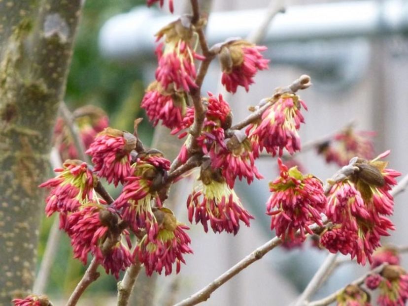 parrotia persica vanessa2 - a Comenzi plante copaci 2020