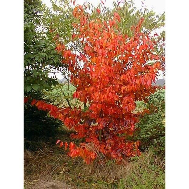 parrotia persica venessa - a Comenzi plante copaci 2020