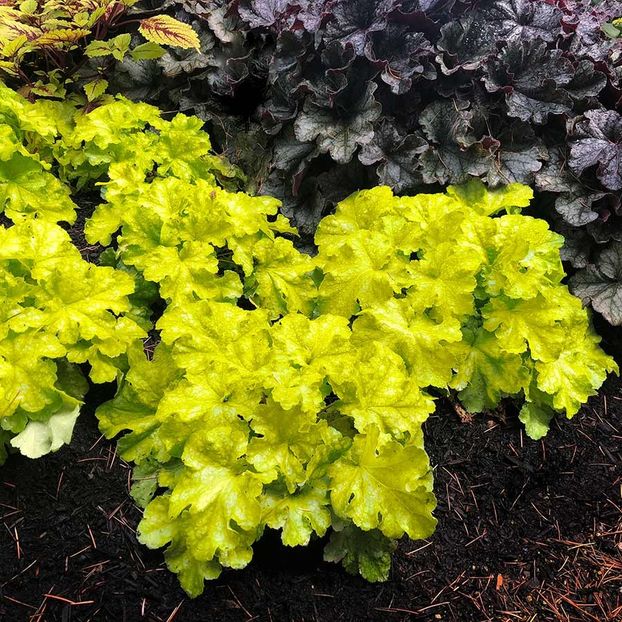 Heuchera-Lemon-Supreme - a Comenzi plante copaci 2020