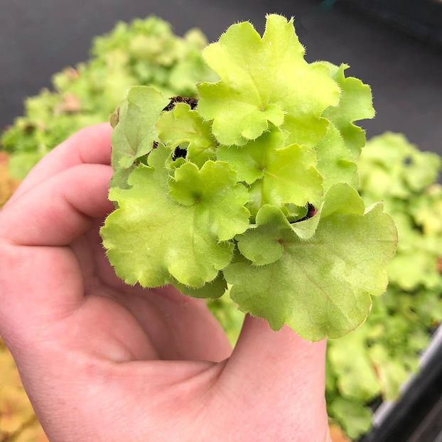 Heuchera-Lemon-Supreme- - a Comenzi plante copaci 2020