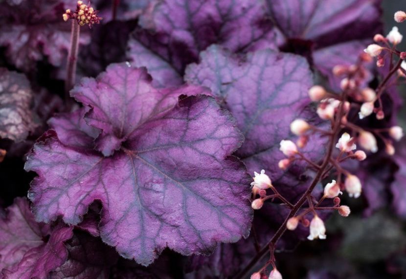 Heuchera-Rex-Purple - a Comenzi plante copaci 2020
