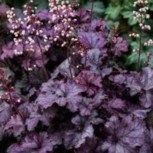 heuchera rex purple - a Comenzi plante copaci 2020