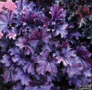 heucherarex purple - a Comenzi plante copaci 2020