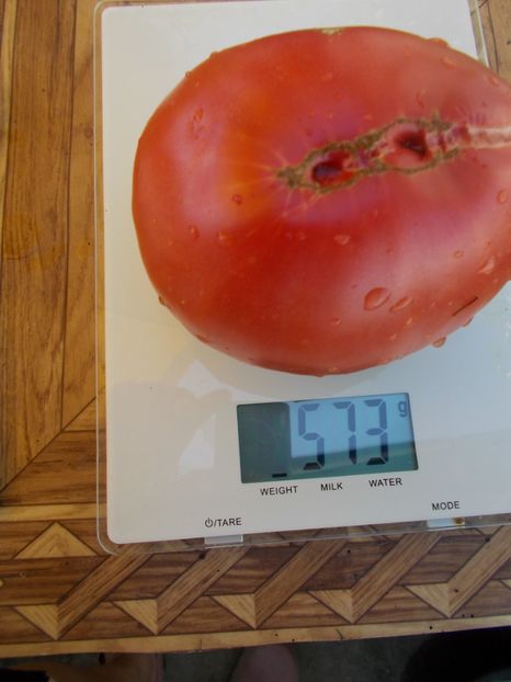  - SEMINTE ROSII - T 567 GERMAN JOHNSON S PINK