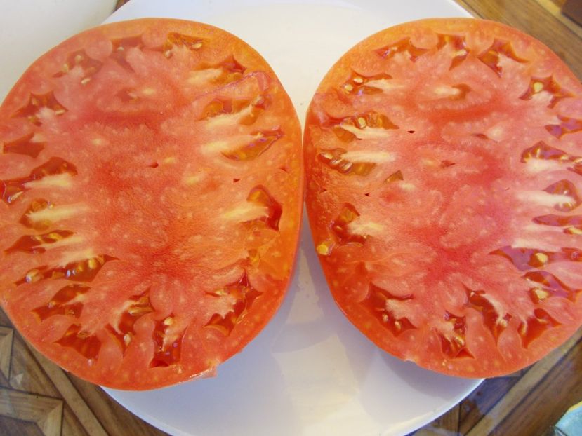  - SEMINTE ROSII - T 567 GERMAN JOHNSON S PINK