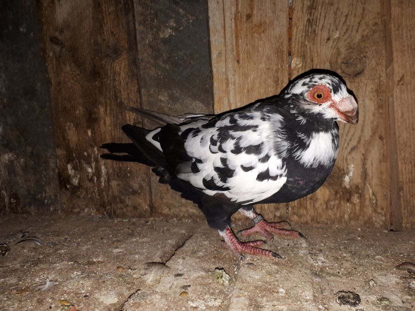 F vîndută - J2 _ tineret 2020