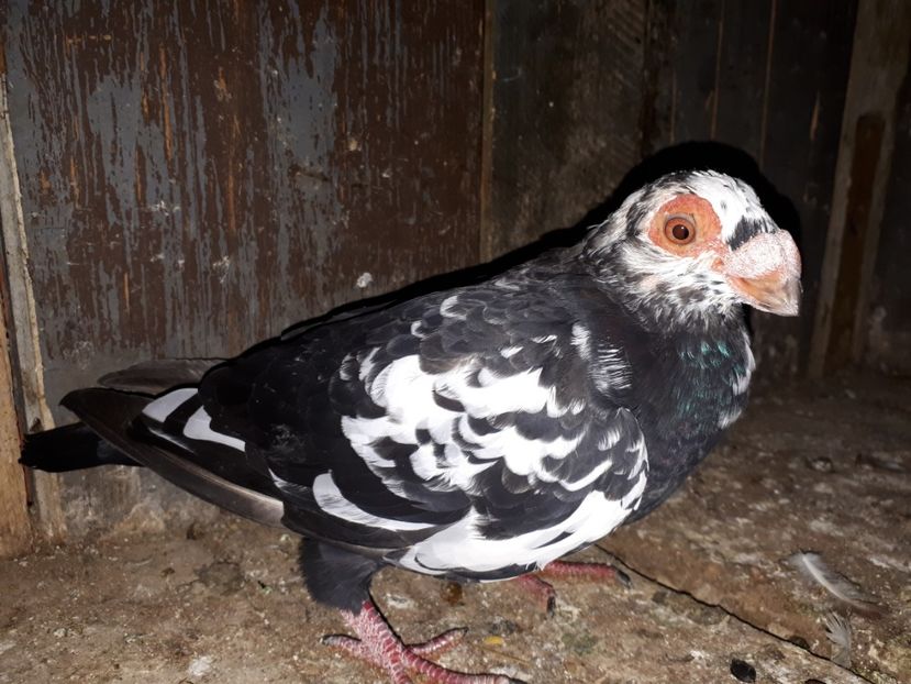 F vîndută - J2 _ tineret 2020