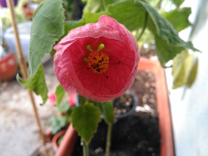 Adutilon - Noutati