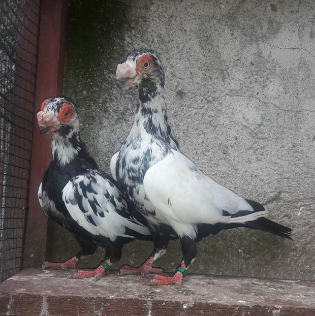 FM 2019 - Carunculați 2020