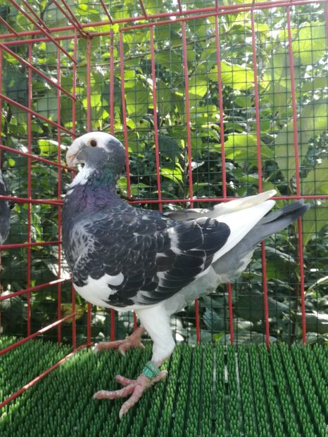  - De vanzare toamna 2020