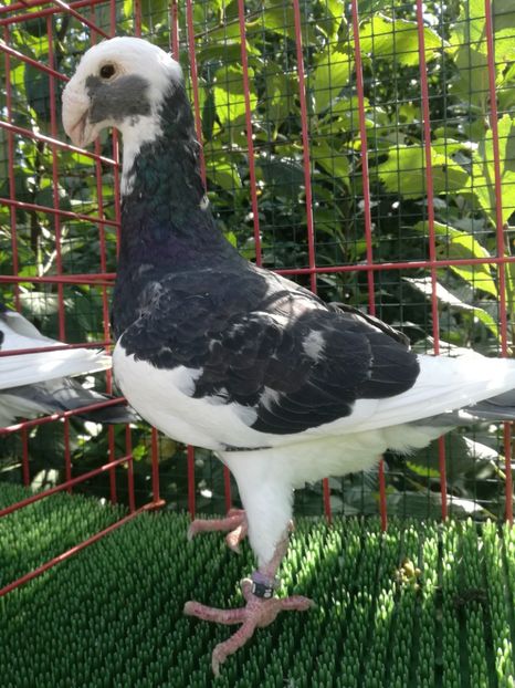  - De vanzare toamna 2020