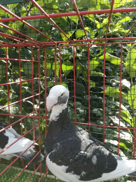  - De vanzare toamna 2020