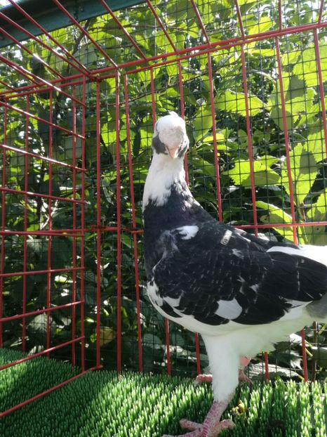 0-1  2015 - De vanzare toamna 2020