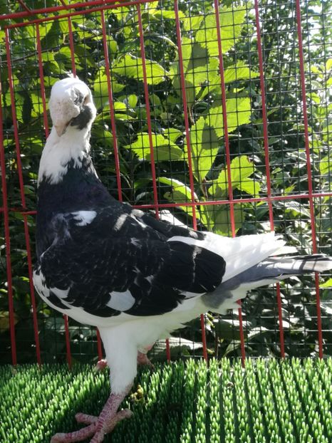  - De vanzare toamna 2020