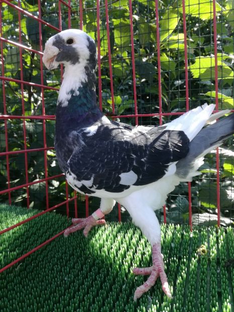  - De vanzare toamna 2020