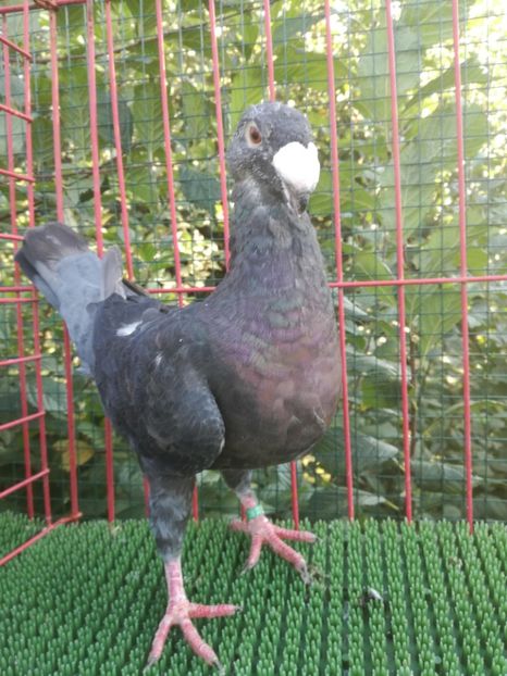 0-1  2019 - De vanzare toamna 2020