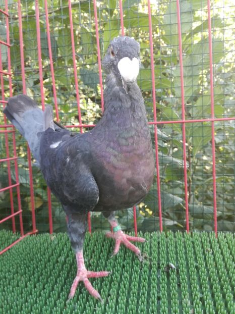  - De vanzare toamna 2020