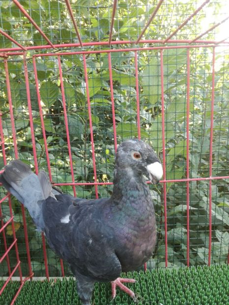  - De vanzare toamna 2020