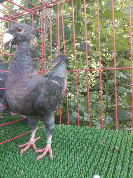  - De vanzare toamna 2020