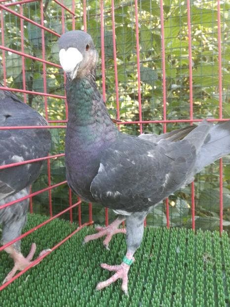  - De vanzare toamna 2020