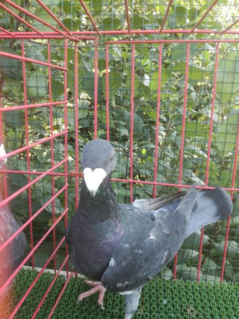  - De vanzare toamna 2020