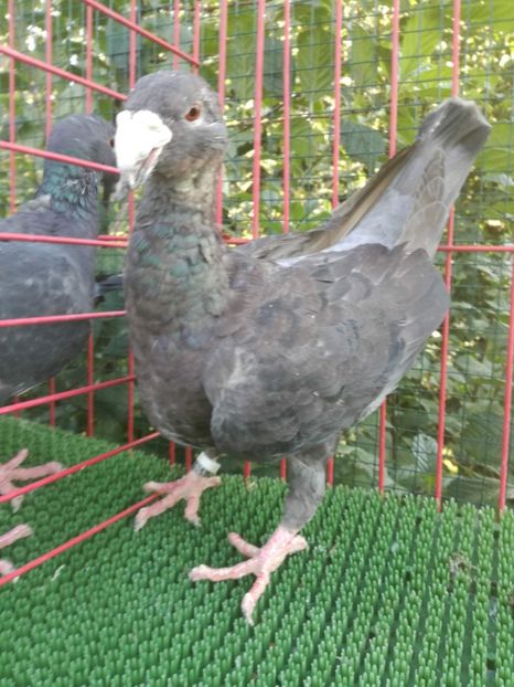  - De vanzare toamna 2020