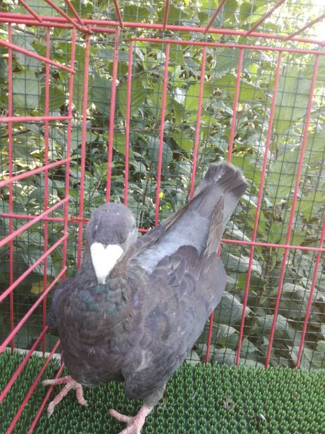  - De vanzare toamna 2020