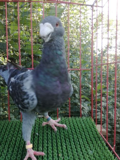 0-1  2019 - De vanzare toamna 2020