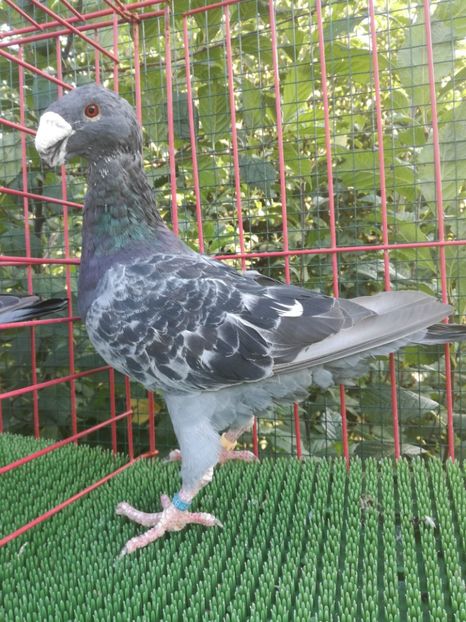  - De vanzare toamna 2020