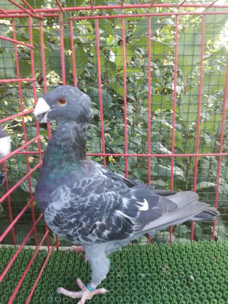  - De vanzare toamna 2020