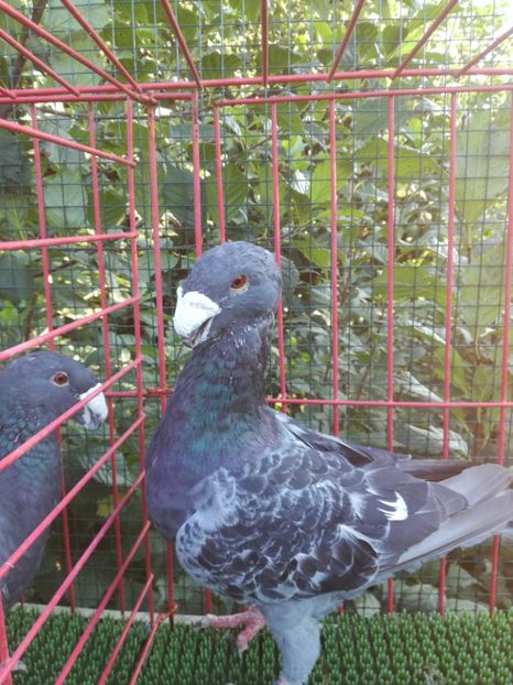  - De vanzare toamna 2020