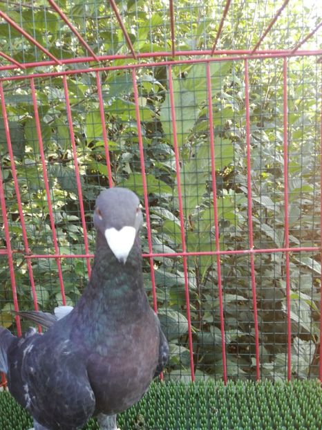  - De vanzare toamna 2020