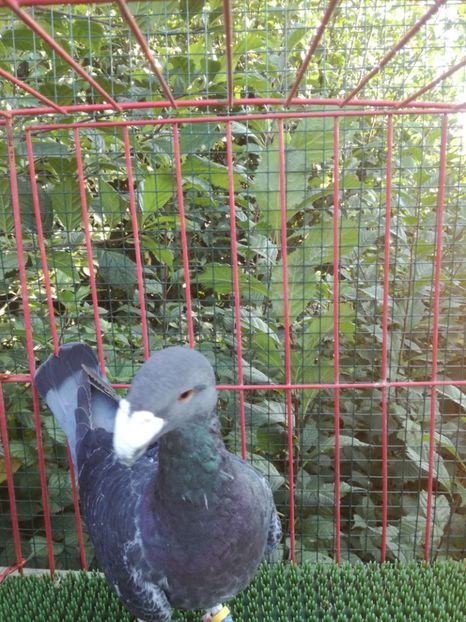 O-1  2018 - De vanzare toamna 2020