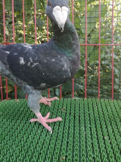 1-0  2016 - De vanzare toamna 2020